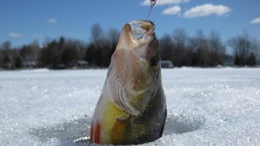 Картинка: Зимняя рыбалка щуки