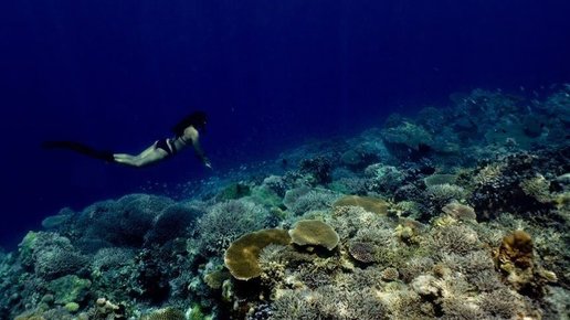 Картинка: Какие кораллы есть на Фукуоке во Вьетнаме?