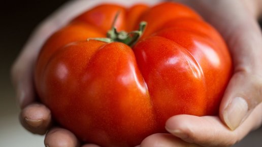 Картинка: Хотите вырастить томат-гигант? Тогда следуйте этим советам