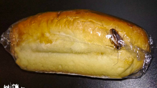 Картинка: Журналисты провели свое расследование в деле о появлении таракана в булочке «Любаша»