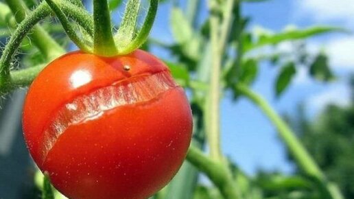 Картинка: Трескаются помидоры - как предупредить появление трещин на зреющих томатах