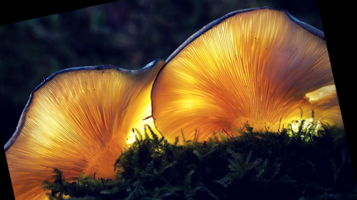Картинка: Являются ли грибы полезными?