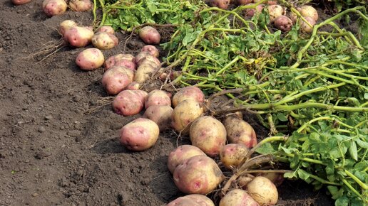 Картинка: Обильный урожай картофеля уже в июне