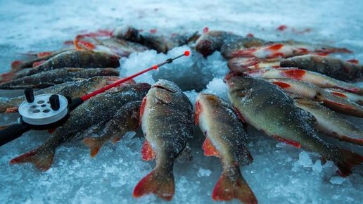 Картинка: Зимняя рыбалка - неизменно превосходный результат
