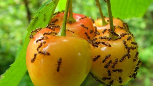Картинка: Как избавиться от муравьёв на садовом участке: химикаты или народные средства