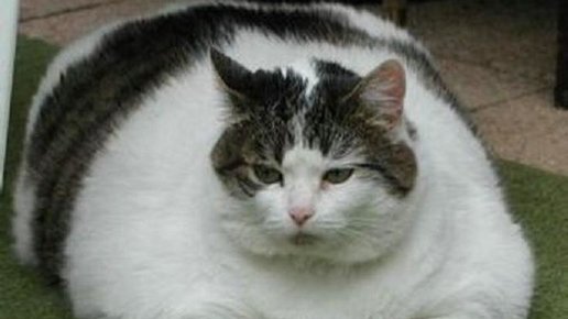 Картинка: Самый толстый кот в мире 400 кг. Видео.