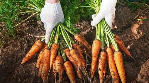 Картинка: Легкий метод посева моркови...без прореживания