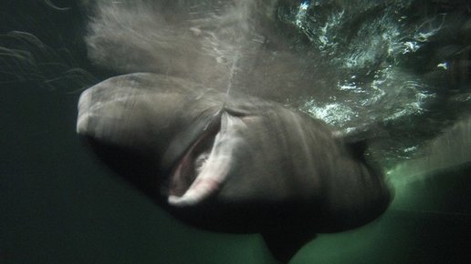 Картинка: Гренландская акула - самое старое животное