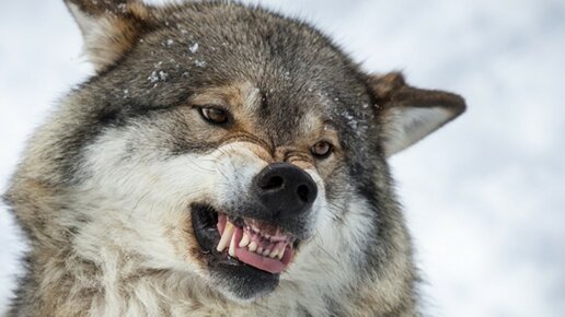 Картинка: 10 интересных фактов о волках.