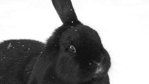 Картинка: Случай кроликовода