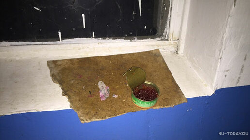 Картинка: В Новой Усмани бездомных котов кормят красной икрой