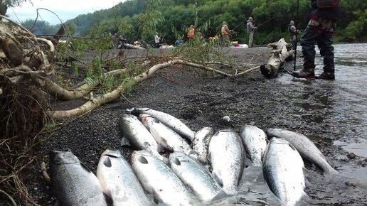 Картинка: Рыбалка на реке Жупанова (Камчатка)