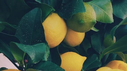 Картинка: 5 весомых причин, чтобы утром пить горячую воду с лимоном