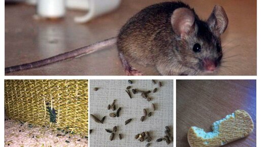 Картинка: Как избавиться от мышей в дачном доме: народные способы