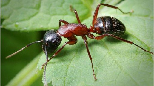 Картинка: Самый лучший и простой способ борьбы с муравьями!