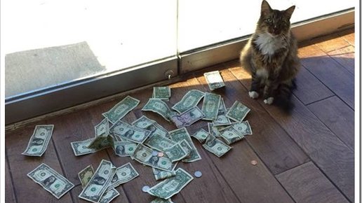 Картинка: Смышленный кот начал добывать кучу банкнот