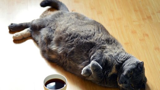 Картинка: Почему кот спит на голом полу