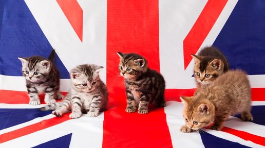 Картинка: Получение британской визы или как кошки решают все!