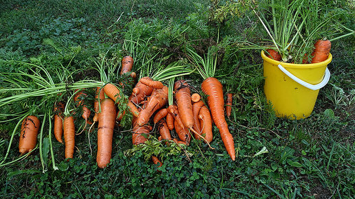 Картинка: Очень важные правила при посадке моркови. Добиваемся лучших результатов