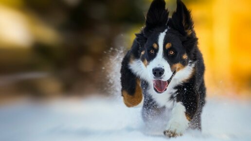 Картинка: 17 чертовски милых гифок с собаками, которые очень любят снег