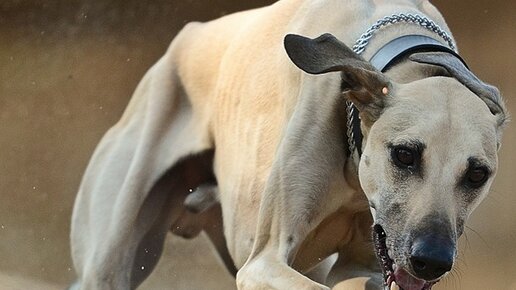 Картинка: Порода самой быстрой собаки в мире.