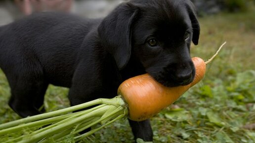 Картинка: Лучшие фрукты и овощи для вашей собаки