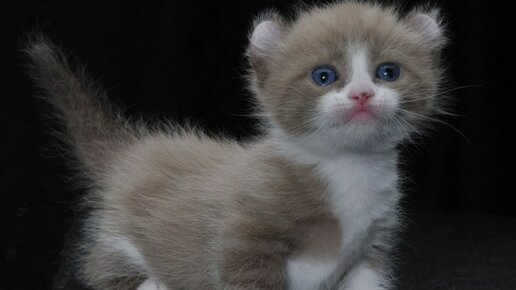 Картинка: ТОП – 5 самых маленьких кошек в мире.