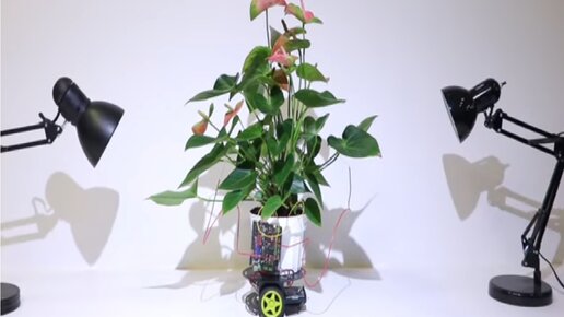 Картинка: Исследователи создали растение-киборга
