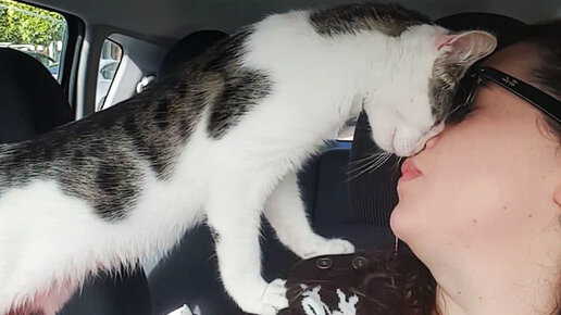 Картинка: Девушка спасла котёнка от живодёров и теперь он благодарит её