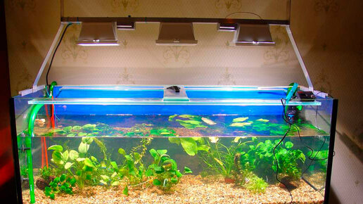 Картинка: Как подобрать освещение для аквариума?