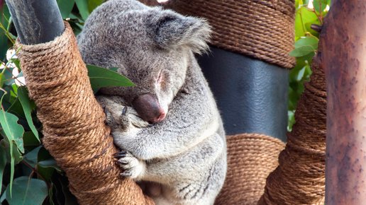 Картинка: Время приключений: Любопытная коала в третий раз поставила на уши спасателей