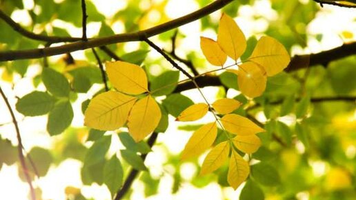 Картинка: Какие деревья осенью краснеют, какие желтеют, какие остаются зелеными