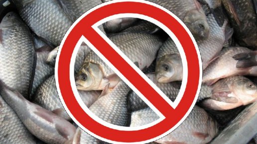 Картинка: Запреты на вылов рыбы