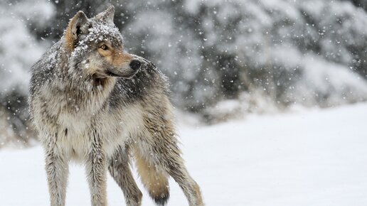 Картинка: Снова волки беспокоят жителей Суоярвского района Карелии