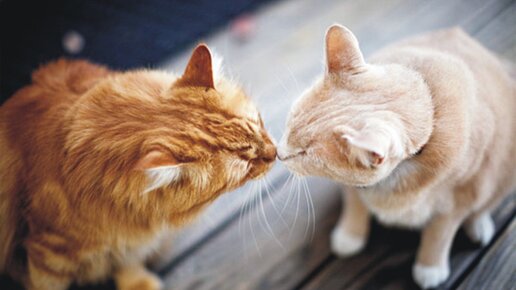 Картинка: Несколько кошек в доме: живет ли здесь любовь?