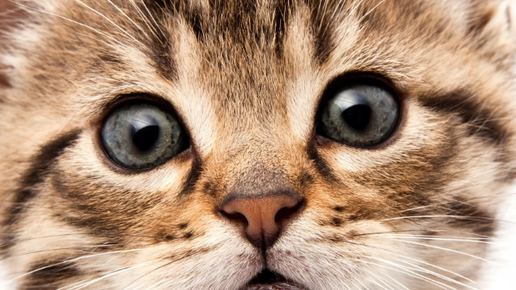 Картинка: Приколы с животными — А у нас такая кошка! | new crazy animals 67