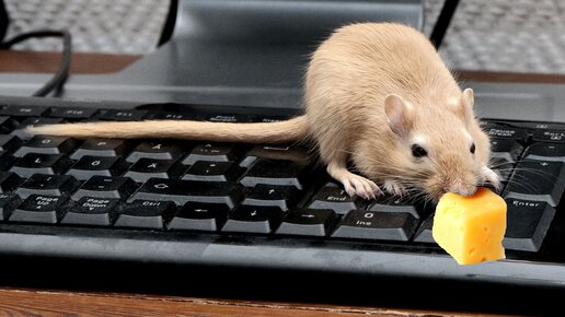 Картинка: Комплекты мышь+клавиатура
