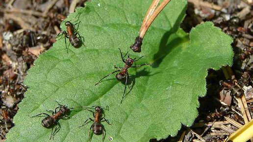 Картинка: 5 способов борьбы с муравьями