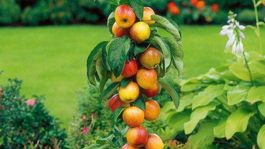 Картинка: Как сделать плодовый сад - декоративным