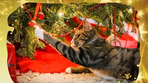 Картинка: Как уберечь новогоднюю ёлку от нападений кошки