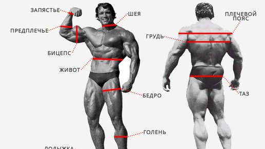Картинка: Как делать замеры тела при похудении и наращивании мышц 