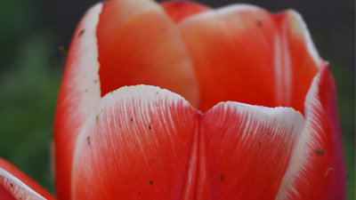 Картинка: Выкопка луковиц тюльпанов
