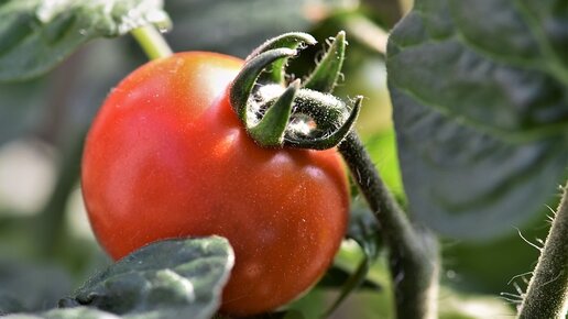 Картинка: Сорта и гибриды томатов для засолки