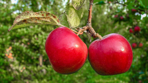 Картинка: Чем подкормить яблоню осенью!? Лучшая подкормка
