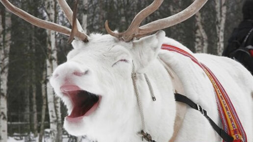 Картинка: Финский смеющийся олень свел британцев с ума