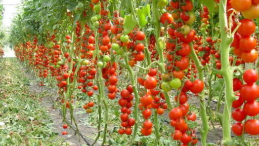 Картинка: Очень высокоурожайный томат который поможет заработать Денежный мешок