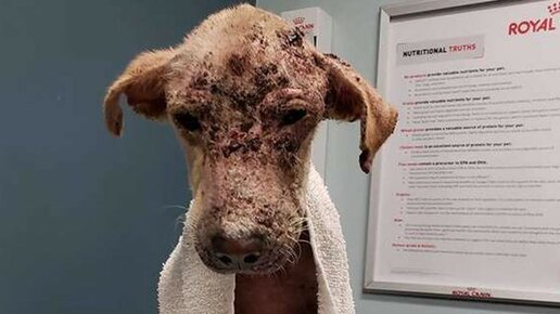 Картинка: Зоозащитники думали, что эта собака умрёт. Но она не сдалась, обросла шерстью и стала красавицей