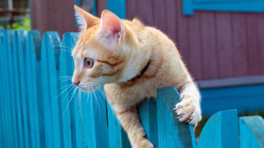 Картинка: Как навсегда избавиться от чужих кошек на огороде