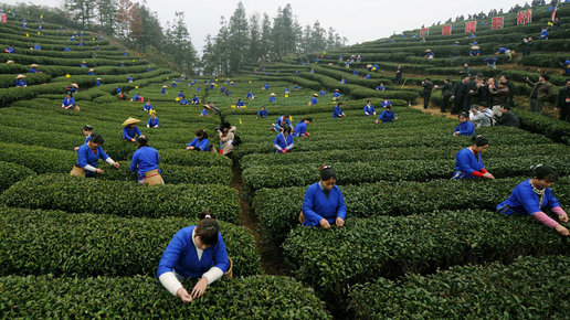 Картинка: Выращивание и сбор чая на плантациях
