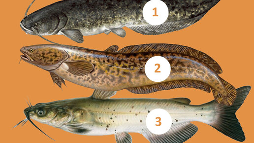 Картинка: Какая рыба лишняя? Тест на рыбака + розыгрыш приза!